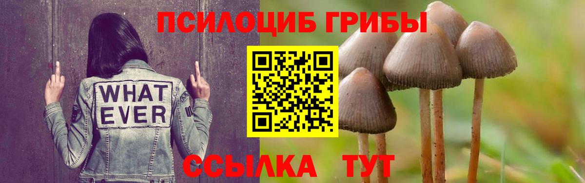Псилоцибиновые грибы Psilocybe  Вход с VPN  Елабуга 